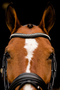Vente en gros de bride en cuir de cheval de haute qualité en PVC noir et marron pour l'équitation - Product Image 2