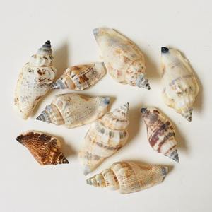 Conchas de Caracol Reina de Varios Tamaños, Conchas Marinas Naturales, Colección de Recuerdos, Conchas Marinas para Exportación - Product Image 2
