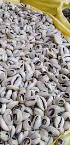 เปลือกหอยวัวธรรมชาติขัดเงาในราคาที่สมเหตุสมผลสำหรับการส่งออกจากเวียดนาม - Product Image 3