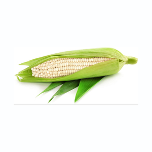 Oferta al por mayor de maíz blanco premium listo para distribución a granel - Product Image 6