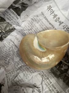 Vietnam Natural Turbo Seashell Handmade Eco Friendly Decorative Bulk Packaging - Product Image 3