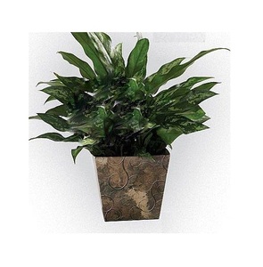 Ensemble de jardinières en aluminium haut de gamme avec design pour des arrangements végétaux polyvalents, finition en métal noir avec revêtement en poudre - Product Image 6