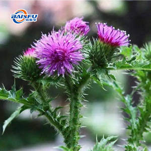 Silymarine : Extrait végétal naturel aux propriétés antioxydantes et anti-inflammatoires pour les formulations alimentaires et les applications de recherche et développement - Product Image 2