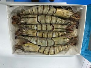 ไม่มีกุ้งกุลาดำดิบแช่แข็งพร้อมใช้งาน - Product Image 4