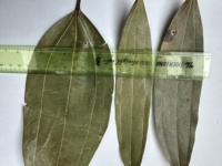 Épices et herbes séchées en gros, feuilles de cannelle cassia brutes 100% naturelles, fabriquées au Vietnam, haute qualité ANNA DO +84982153058