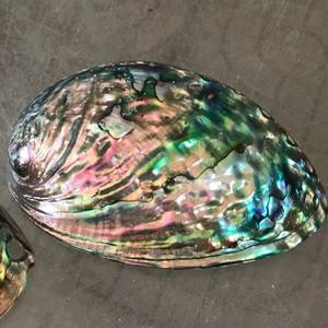 Conchas de abulón al por mayor: su fuente de grandes cantidades y calidad - Product Image 4