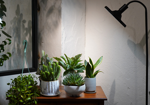 Luz de cultivo LED octogonal más vendida, rendimiento perfecto con irradiación amplia para plantas de interior, clasificación IP54 - Product Image 3