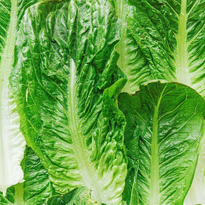 Fournisseur en vrac de laitues et légumes: feuilles, tiges et graines pour salades, soupes, sandwichs, wraps et grillades - Product Image 4