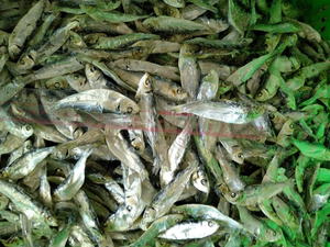 ปลาเฮอร์ริ่งรมควันแห้งพิเศษสำหรับขาย บรรจุถุง 500 กรัม 1 กิโลกรัม 2 กิโลกรัม 10 กิโลกรัม ปลาเฮอร์ริ่งแห้ง ANGLE - Product Image 4