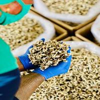 Graines de Moringa séchées, graines de plantes naturelles, nettoyées et triées, graines de Moringa Oleifera pour la culture agricole