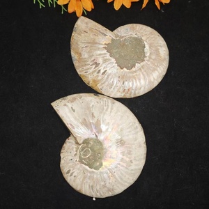 Vente en gros <span class=keywords><strong>de</strong></span> spécimen <span class=keywords><strong>de</strong></span> conque d'<span class=keywords><strong>escargot</strong></span> fossilisé d'ammonite naturelle polie, pierre <span class=keywords><strong>de</strong></span> guérison en cristal, décoration <span class=keywords><strong>de</strong></span> vacances Feng Shui - Product Image 5