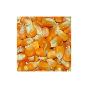 ข้าวโพดสีเหลือง/ข้าวโพดสีเหลืองสำหรับอาหารสัตว์ - Product Image 6