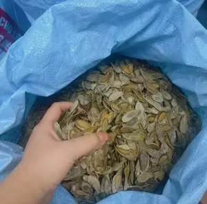 Cangkang kerang filtrasi kerang bahan pembersih alami murah