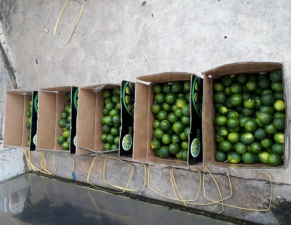 Haute Qualité En Gros Origine Naturelle Bon Prix Du Viet Nam Prêt À Expédier Frais Citron Lime Nouvelle récolte - Product Image 3