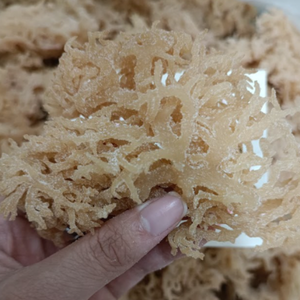 Wholesale Seasoned Dried Eucheuma Cottonii Seaweed High Carrageenan Yield <b>Natural</b> and Sustainable Packaged in Bag - Product Image 6