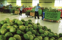 Vietnam Groene Pomelo, gemaakt van premium citrusvlees voor vers consumptie, culinaire bereiding en wereldwijde groothandel.