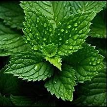 ใบสะระแหน่สดจากธรรมชาติบริสุทธิ์จากฉลากที่สะอาดจากพืชที่มีภูมิคุ้มกันสนับสนุนและสุขภาพสมุนไพร - Product Image 3