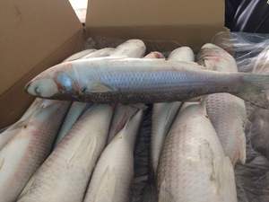 ปลาหางนกยูงแช่แข็ง IQF ปลาหางนกยูงแดง ปลาหางนกยูงทั้งตัว ปลาหางนกยูงลายจุด อาหารทะเลสด ขายส่ง แอฟริกาใต้ - Product Image 6