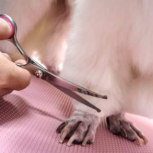 Pet <b>Dog</b> Grooming Scissors Set Veterinary Scissors Stainless Steel 3 Pcs Pet <b>Hair</b> Cutting Scissor Set With Comb - Product Image 4