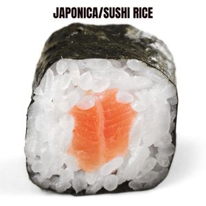 Nuevo cultivo Koshihikari medio japonés Japonica arroz blanco seco similar a Basmati Direct Laura Rice Mill Vietnam + 84928148271 - Product Image 2