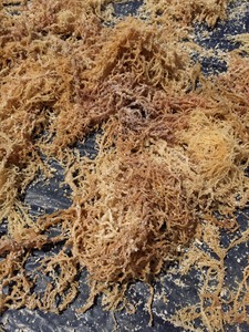 Algues marines séchées jaunes, algues Eucheuma, algues irlandaises, algues marines du Vietnam, quantité en vrac d'origine, en stock, disponibles à l'exportation - Product Image 2