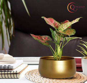 แจกันตั้งพื้นทรงรี ดีไซน์ชายฝั่งสีทองอร่าม ทำจากเหล็กโลหะน้ำหนักเบา ผลิตด้วยมือ เหมาะสำหรับปลูกต้นไม้ประดิษฐ์ ไม้อวบน้ำ และไม้ประดับชนิดอื่นๆ - Product Image 3