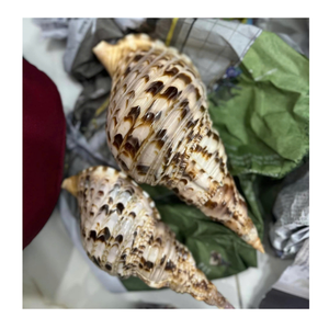 Fuente de Vietnam Trompeta Triton Shell para pantalla interior suministrada por 99 Gold Data Trompeta Triton Shell Export - Product Image 6