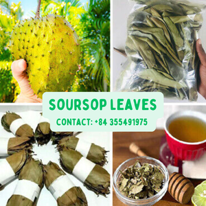 Hojas secas naturales de Guanábana/Graviola de alta calidad de Vietnam/Sra. Jessi - Product Image 5