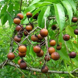 100% bayas de jabón secas naturales nueces detergentes ecológicas para lavandería y limpieza - Product Image 3