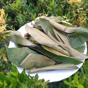 Hojas de Guanábana Secas Crudas Premium, Té de Durian Rojo Seco, Hojas de Graviola, Polvo Orgánico de Hoja de Graviola, Empaque Minorista o a Granel - Product Image 3