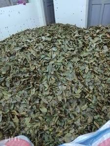Selected Vietnam soursop graviola leaf ideal for infusion blends daily beverage preparation and export market distribution - Product Image 6