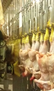 Dita in gomma RL PLUMA'TECH per la manipolazione del pollame, ricambi professionali per attrezzature da macellazione, in gomma certificata secondo gli standard alimentari UE. - Product Image 4