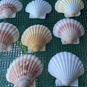 Su fuente de conchas marinas vietnamitas: proveedor a granel confiable - Product Image 1