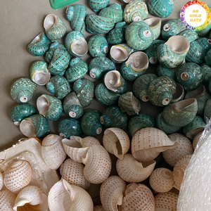 Coquille de conque naturelle du Vietnam, fabriquée à partir de matériau de coquille marine, pour la décoration de la maison et l'affichage artistique - Product Image 2