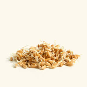 Huile de germe de blé pour les soins et le coiffage des cheveux multi-usages - Product Image 1