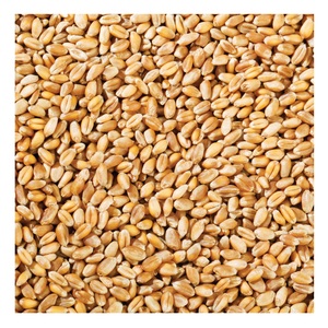 Grains de blé tendre biologique en vrac prêt pour l'exportation naturel et séché fournisseur en gros - Product Image 1