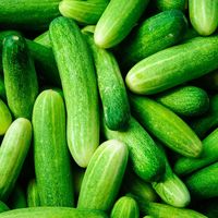 Vente chaude Concombres frais Qualité originale Pure Salade Légumes en vrac Fournitures Concombres frais de qualité supérieure