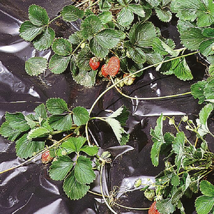 Copertura delle cipolle alla fragola Anti erba argento nero 30 Micron pellicola di pacciame di plastica - Product Image 3