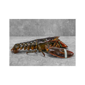 กุ้งมังกรสดพร้อมส่งออกต่างประเทศสำหรับผู้ค้าปลีกอาหารทะเล - Product Image 1