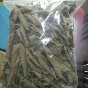 Suministro a Granel de Hojas de Guayaba Secas, Materia Prima para Té, Mezcladas con Hojas de Guanábana y Hojas de Bálsamo de Limón, Directamente de Fábrica en Vietnam - Product Image 4