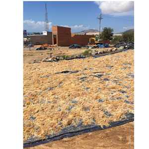 Cartílago de algas marinas de primera calidad seco y envasado fresco adecuado para múltiples comidas y necesidades culinarias en muchos estilos - Product Image 2