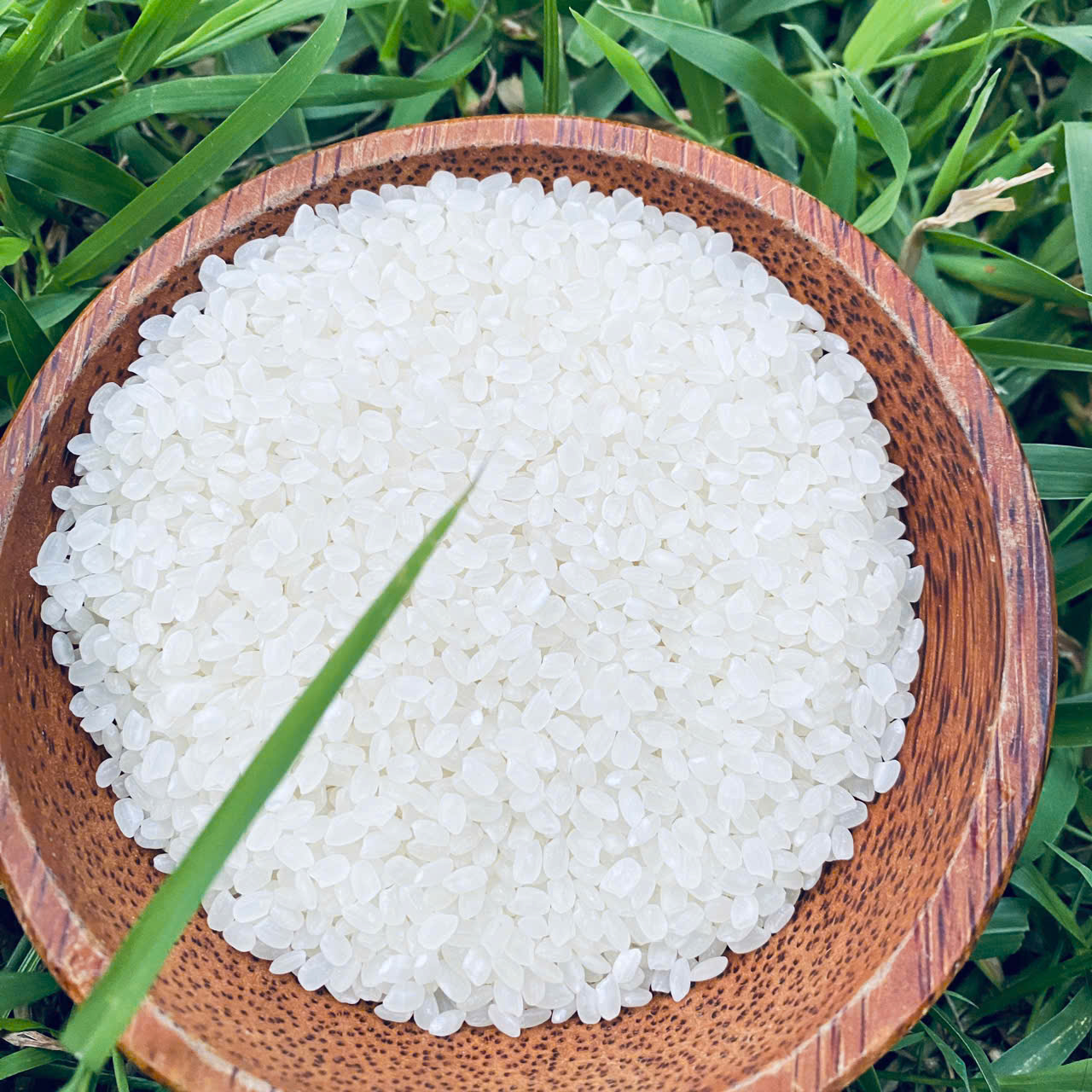 Linda японский короткий круглый рис высокого качества Мягкая текстура Riz Arroz Japonica Vietnam экспортер Хорошая цена оптом