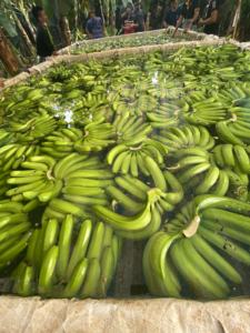 Plátanos frescos cultivados en Vietnam, arboledas exuberantes, naturalmente dulces para recetas, aperitivos, postres, fáciles de usar, frescura seductora - Product Image 4