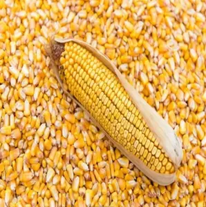 비 GMO 노란색 옥수수/달콤한 옥수수/노란색 옥수수 옥수수 대량 판매