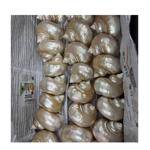 Coquille marine authentique Turbo Burgess Coquillage naturel brillant pour bricolage Artisanat Design d'intérieur et décor côtier - Product Image 4