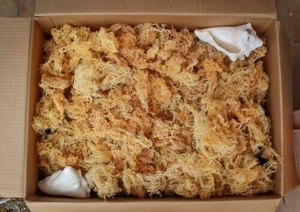 แอนนาสีขาว Eucheuma Cottonii สาหร่าย - Product Image 2