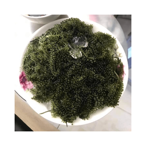 Uvas de mar caviar verde algas umibudo latok caulerpa lentillifera 100% frescas a buen precio - Product Image 6