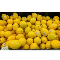 Oranges fraîches biologiques Citrons verts Agrumes frais de qualité supérieure goût sucré