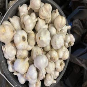 Ail frais pelé biologique en gros en provenance de Thaïlande avec une durée de conservation de 2 ans - Prix avantageux - Product Image 1