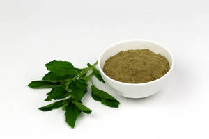 Bubuk Wijen Tulsi (Basil) Mentah Organik Kering 25kg Penyimpanan Dingin Gujarat Masa Simpan 12 Bulan untuk Manfaat Kesehatan Perawatan Kulit dan Rambut